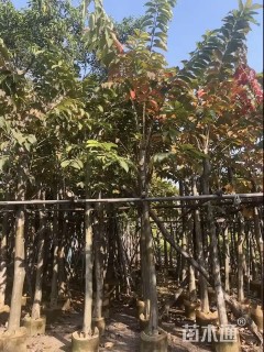 10公分大叶紫薇