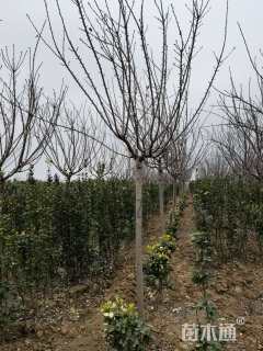 15公分普贤象樱花