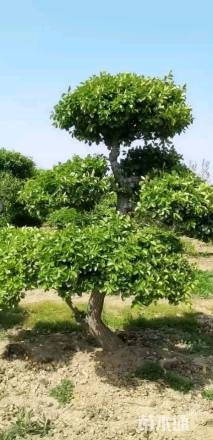 12公分造型卫矛