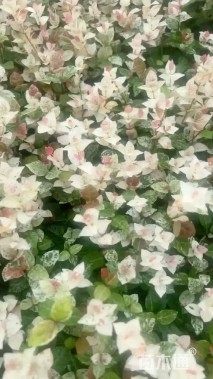 30厘米花叶络石