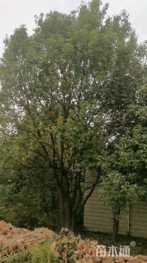 30公分丛生香樟