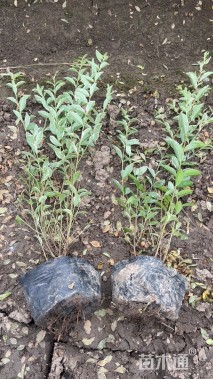 高度40厘米银姬小蜡