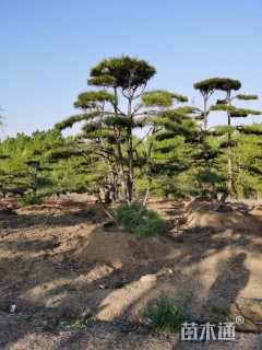 15公分造型油松