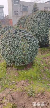 高度80厘米月季