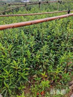 高度80厘米法国冬青