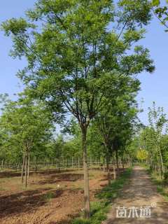 15公分国槐