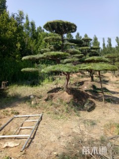 18公分造型油松