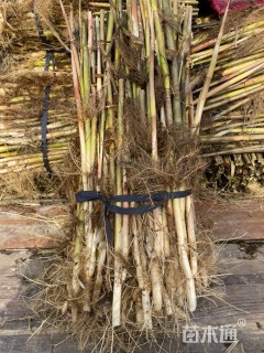 高度50厘米芦苇