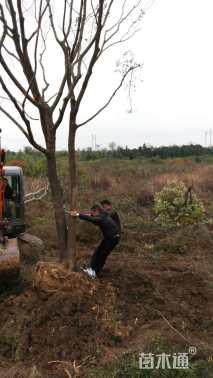 30公分丛生朴树