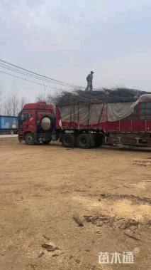 12公分红叶碧桃