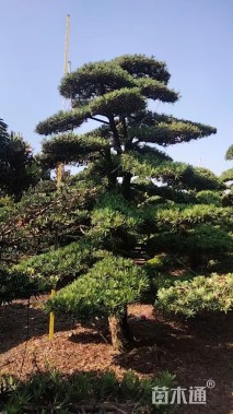 移栽苗造型罗汉松