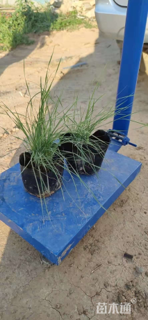 高度20厘米粉黛乱子草