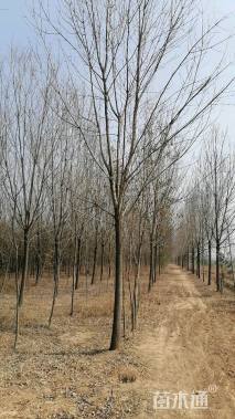 12公分速生白蜡