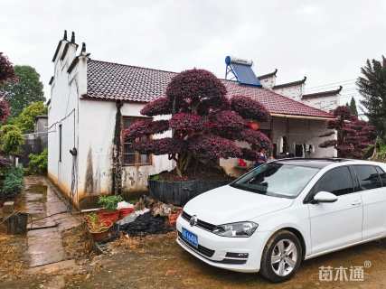 20公分造型红花继木桩