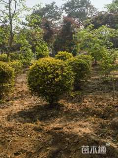 冠幅120厘米卫矛球