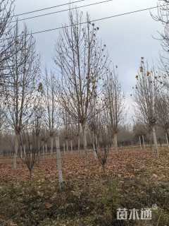 22公分速生法桐