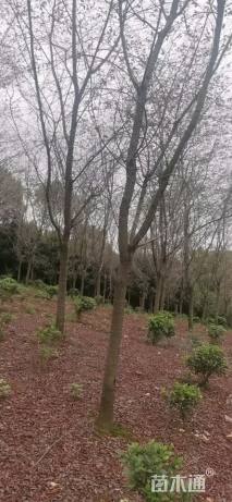 14公分高杆早樱