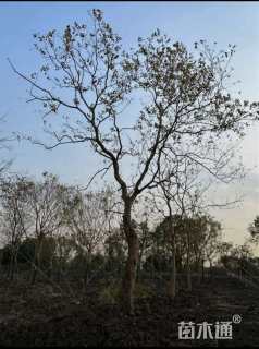 22公分造型乌桕