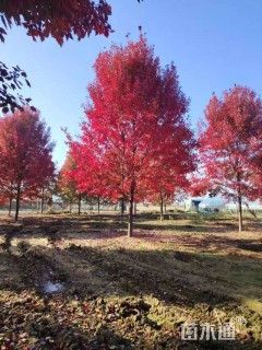 20公分美国红枫