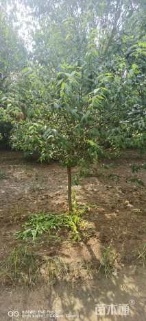 高度300厘米蜡梅