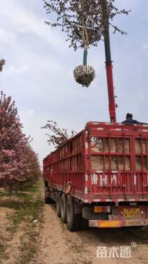 15公分绚丽海棠