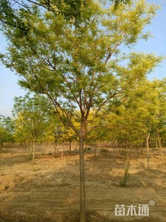 150公分黄金槐