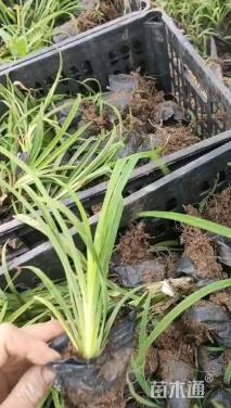 高度20厘米鸢尾