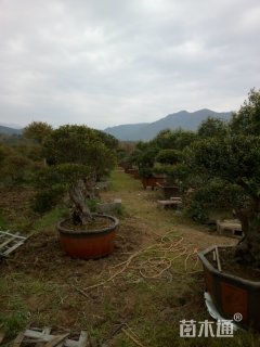 200厘米造型赤楠