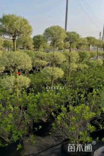 高度150厘米金姬小蜡