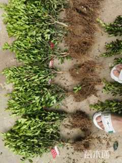 高度15厘米瓜子黄杨小苗