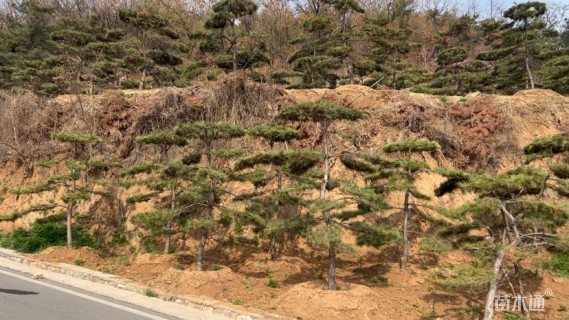 13.5公分造型油松