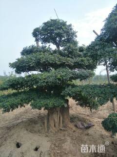 12公分对节白蜡