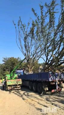 90公分丛生朴树