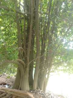 高度8000厘米金弹子