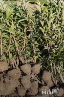 高度90厘米法国冬青