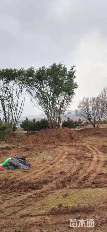 高度900厘米丛生五角枫