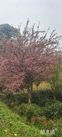 20公分垂丝海棠