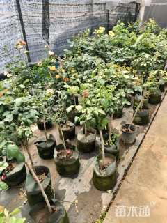 高度1.2厘米月季