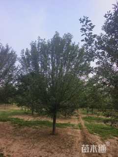 18公分绚丽海棠