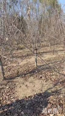 10公分垂丝海棠