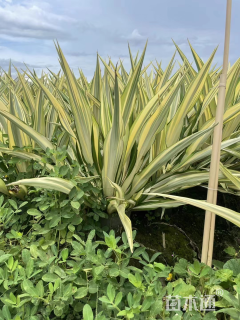 高度80厘米剑麻
