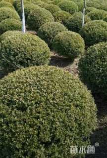 冠幅100厘米朝鲜黄杨球