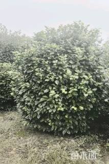 高度150厘米山茶花