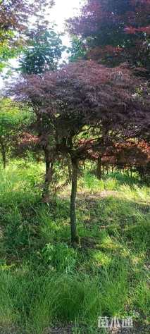 高度1800厘米羽毛枫