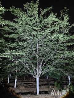 22公分染井吉野樱