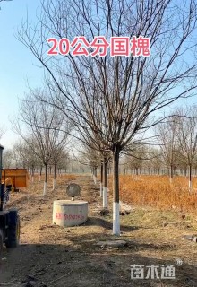 20公分国槐