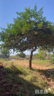 18公分红果冬青