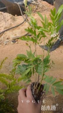 高度25厘米红绒球