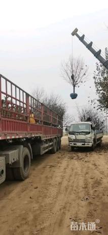 10公分八棱海棠