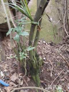 高度1800厘米金弹子